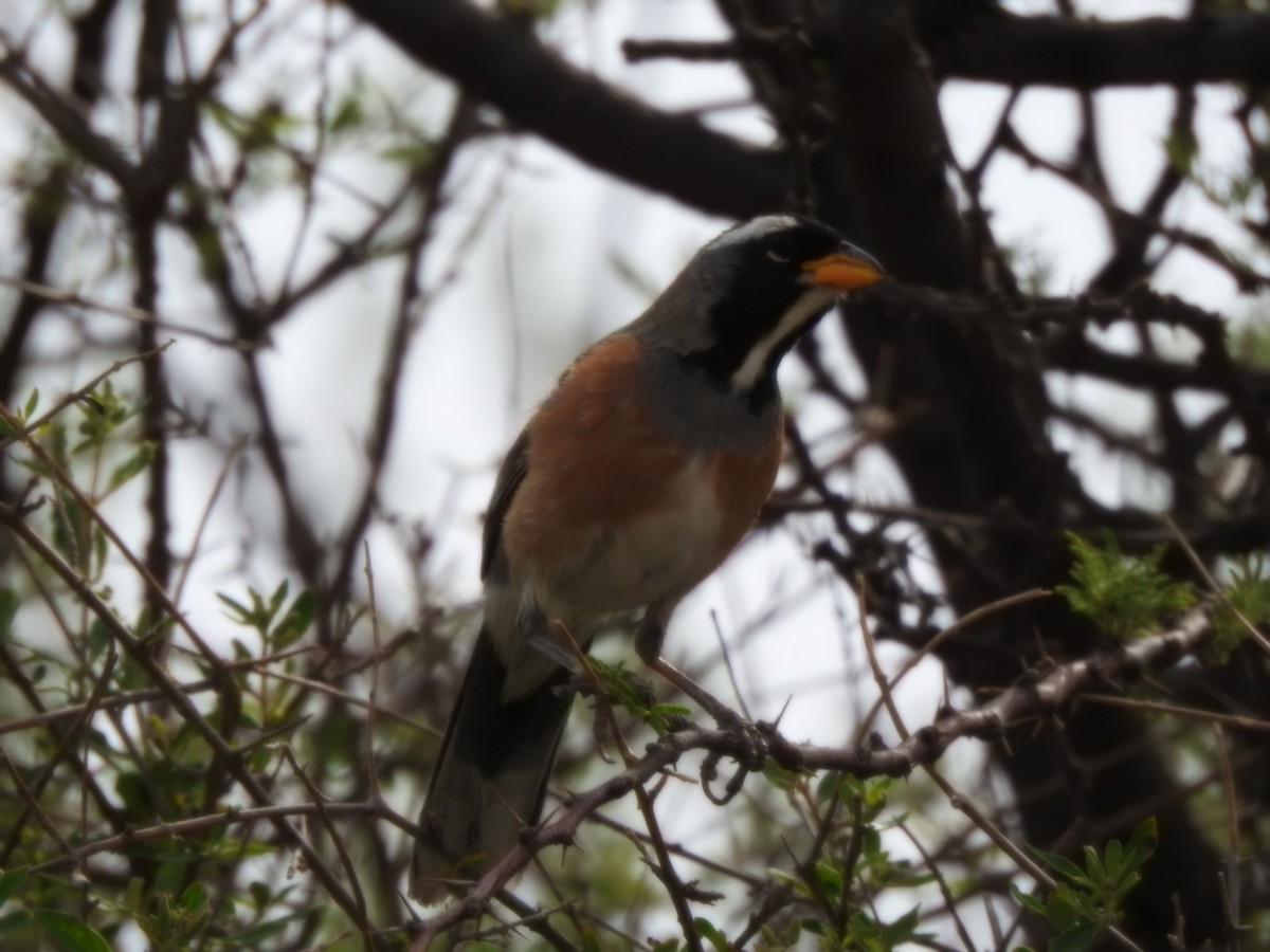 Many-colored Chaco Finch - ML646429650