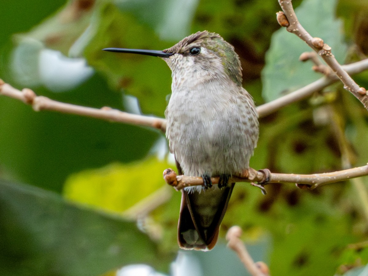 Anna's Hummingbird - ML646429651