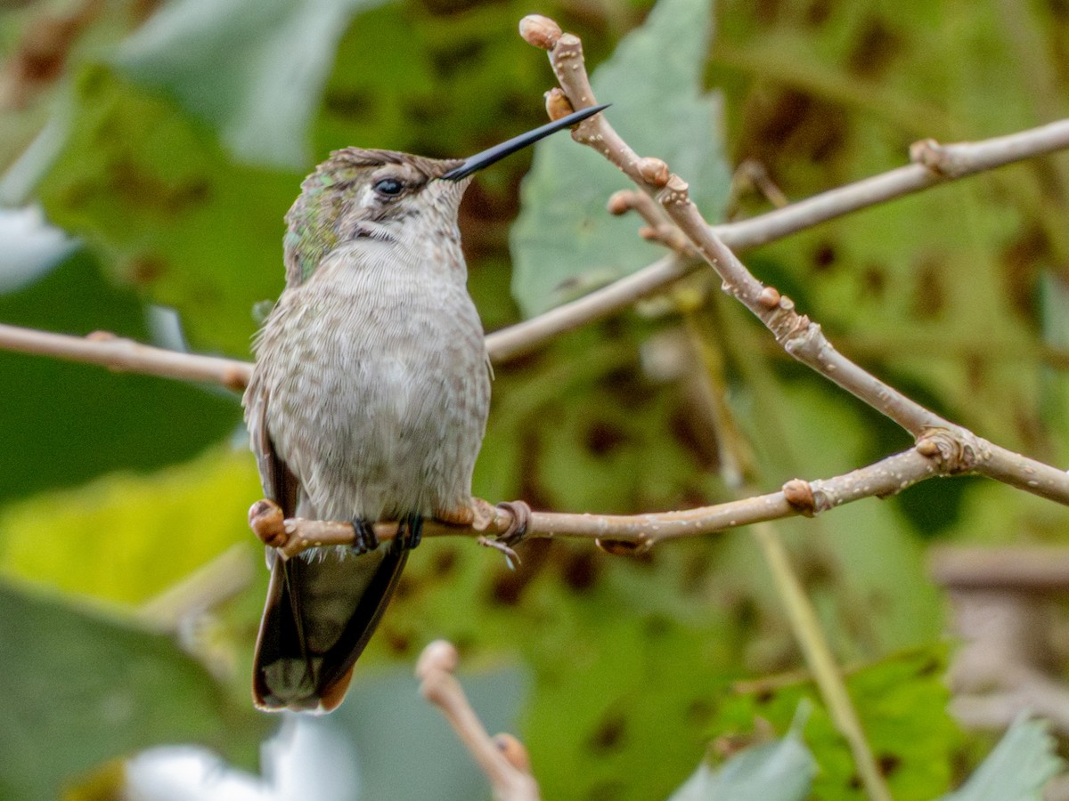 Anna's Hummingbird - ML646429653
