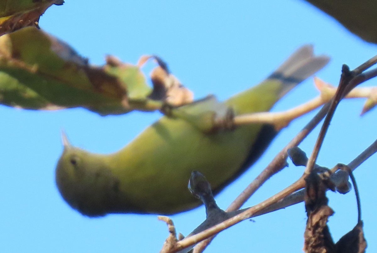 Orange-crowned Warbler - ML646429657