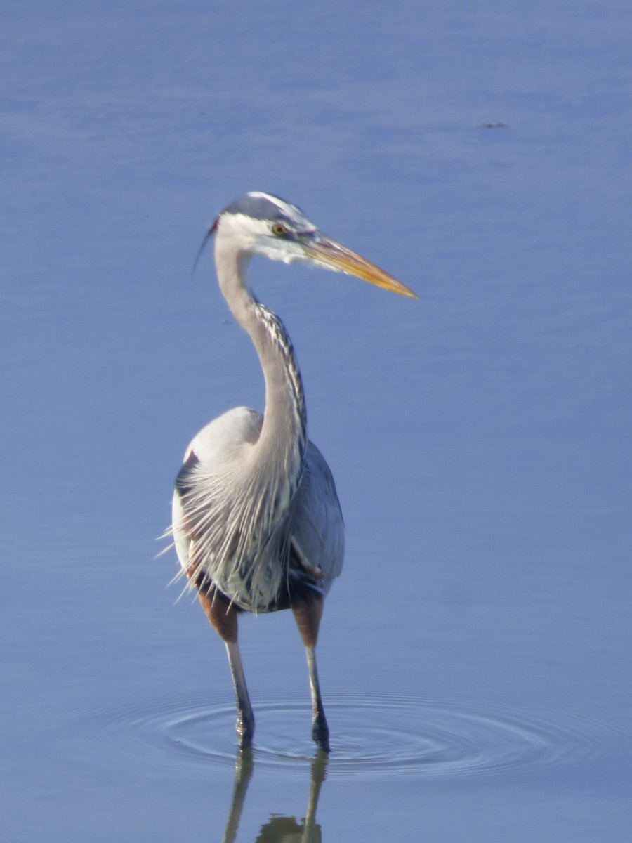 Great Blue Heron - ML646429658