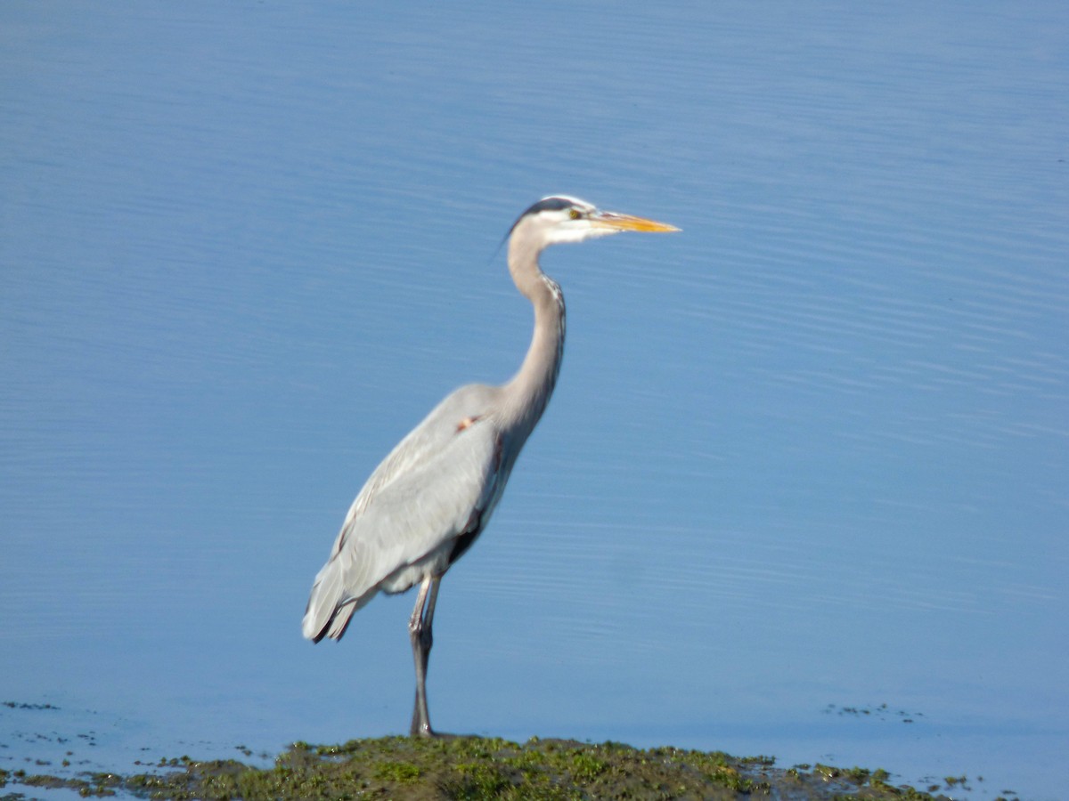 Amerika Gri Balıkçılı - ML646429659