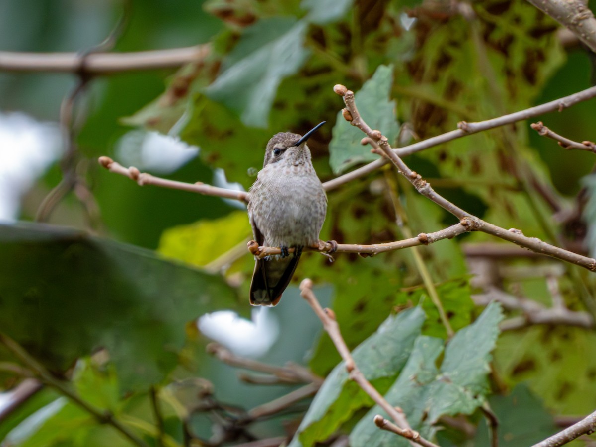 Anna's Hummingbird - ML646429661