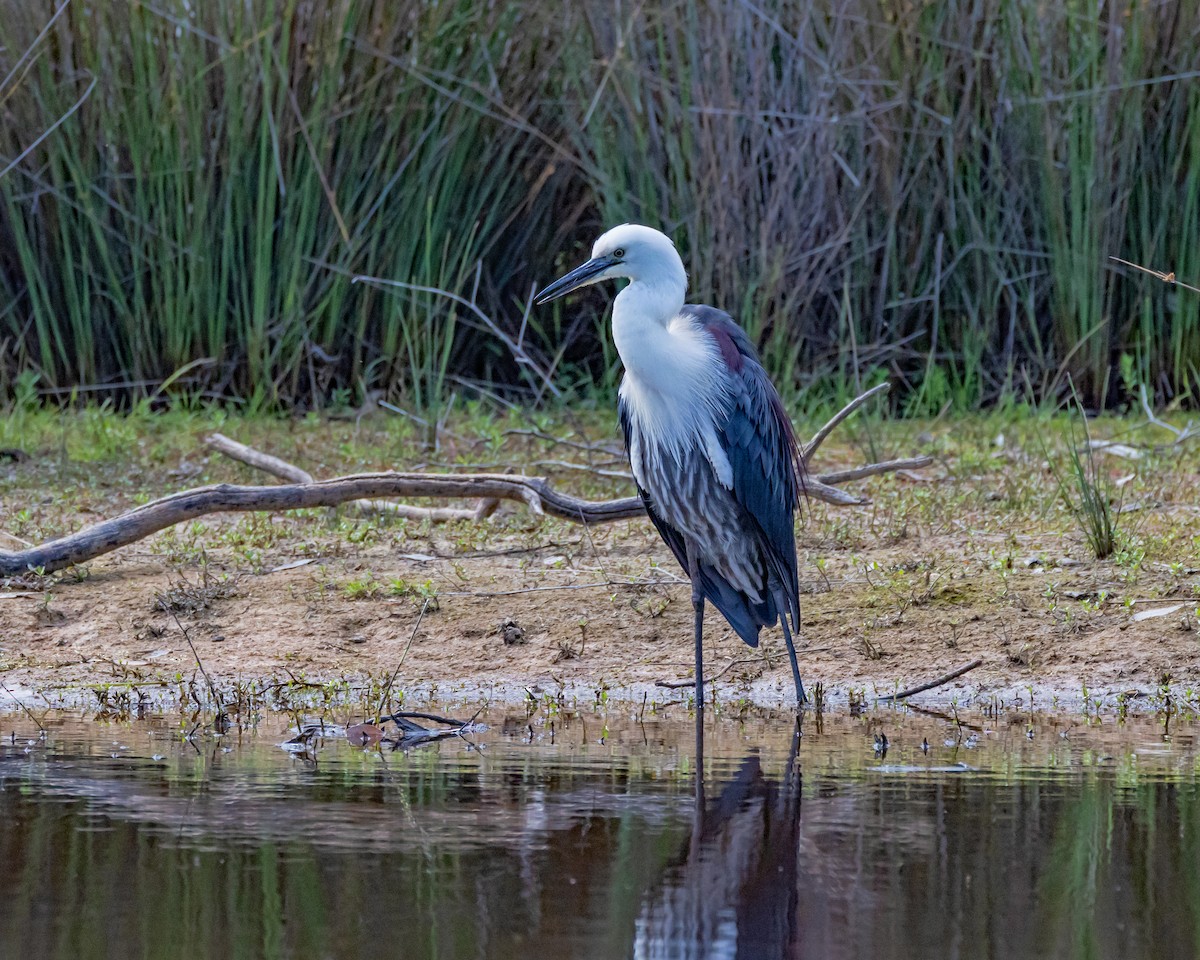 Pacific Heron - ML646429663