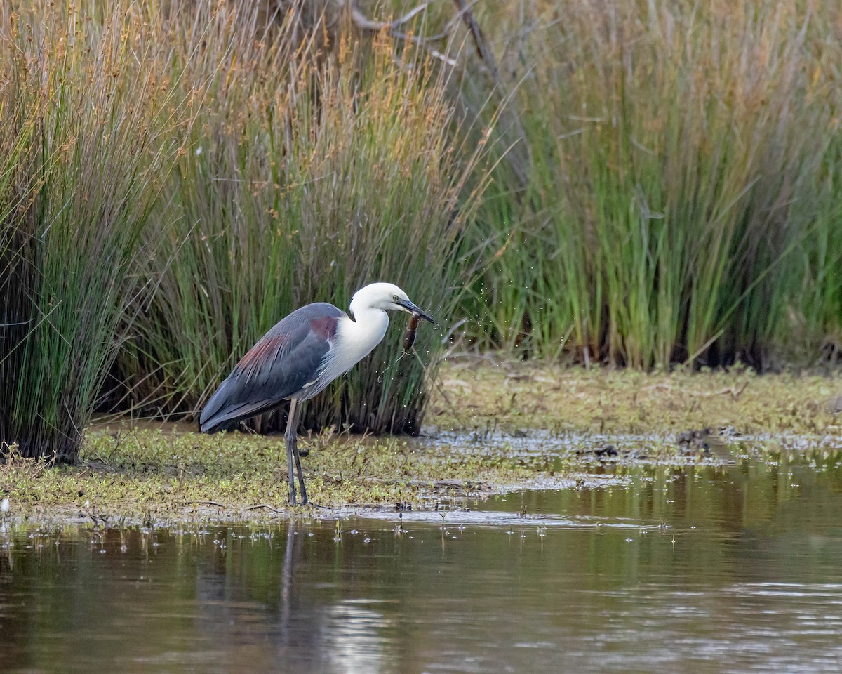 Ak Boyunlu Balıkçıl - ML646429664