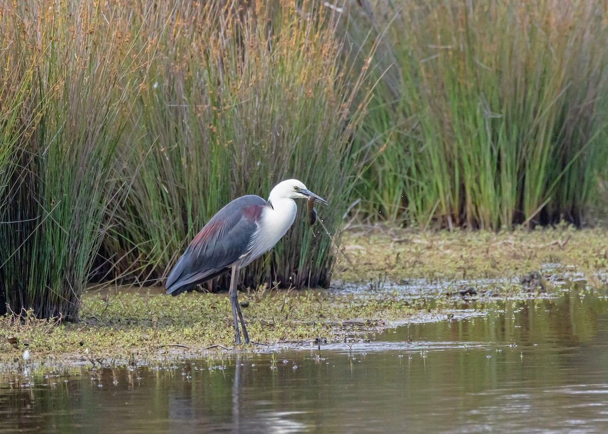 Ak Boyunlu Balıkçıl - ML646429665