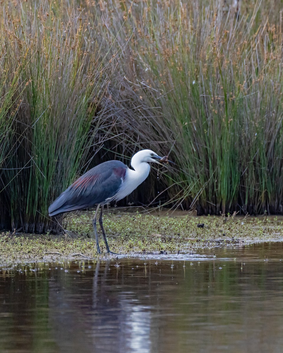 Pacific Heron - ML646429666