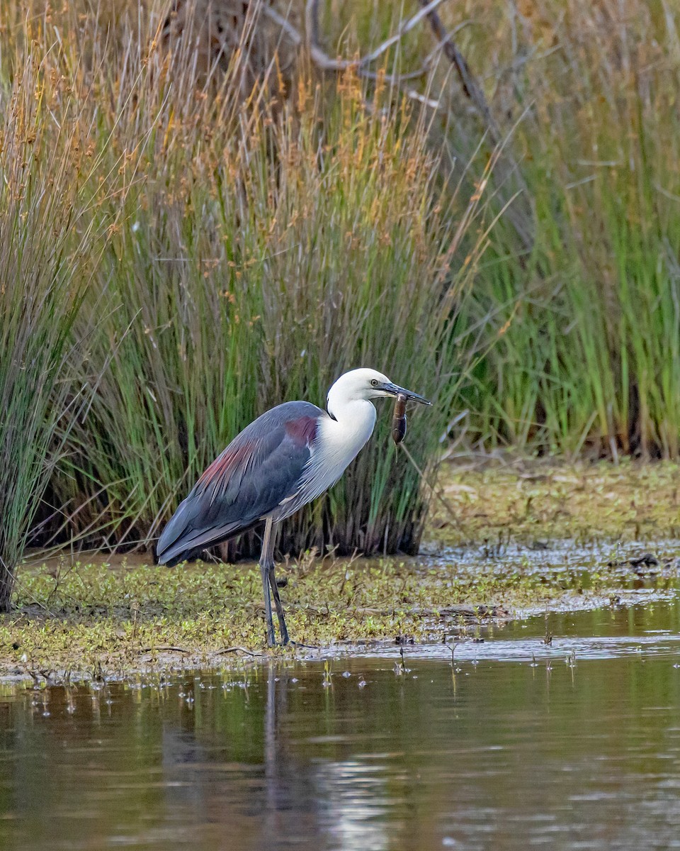 Ak Boyunlu Balıkçıl - ML646429667