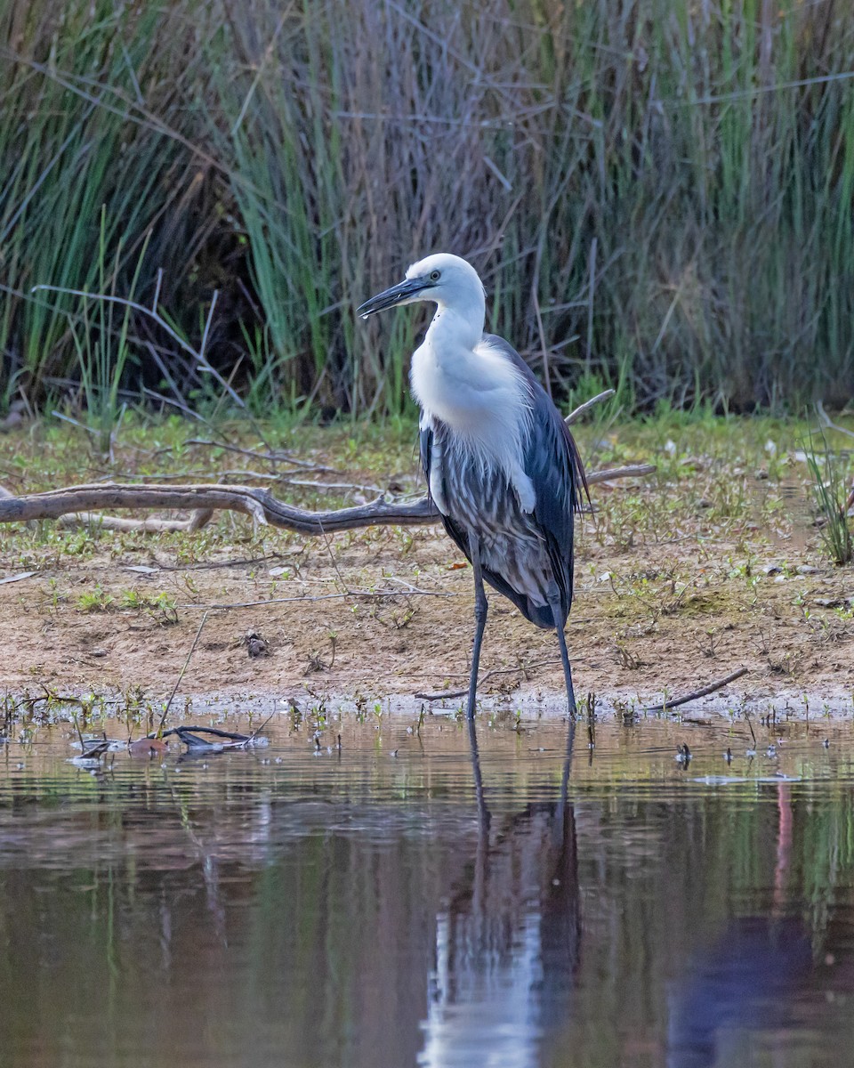 Pacific Heron - ML646429668