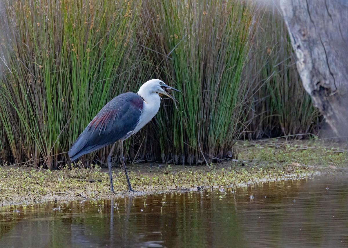 Pacific Heron - ML646429669