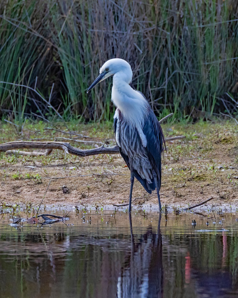 Pacific Heron - ML646429670