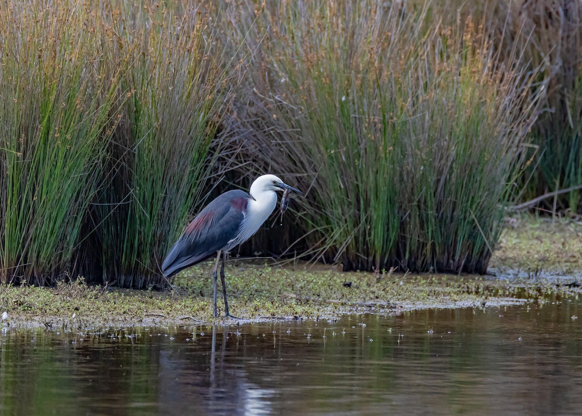 Pacific Heron - ML646429671