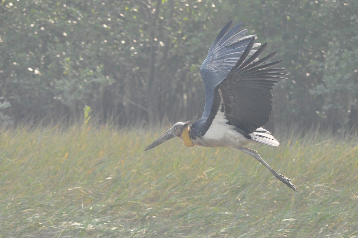 Küçük Marabu - ML646429672