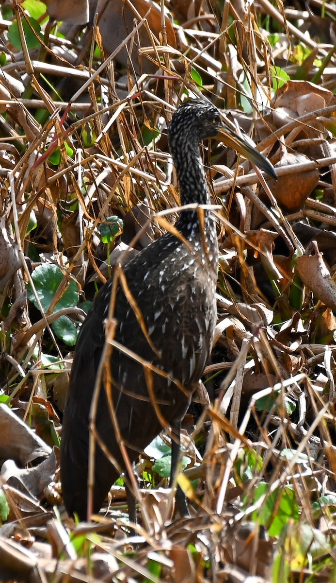 Turnayelvesi - ML646429673