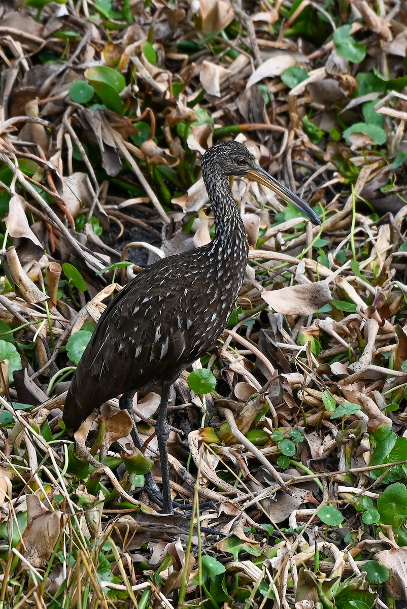 Turnayelvesi - ML646429674