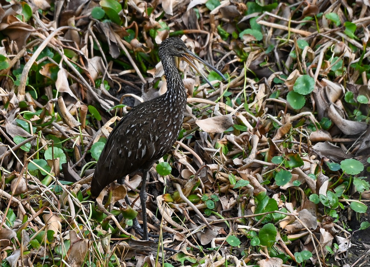 Turnayelvesi - ML646429675