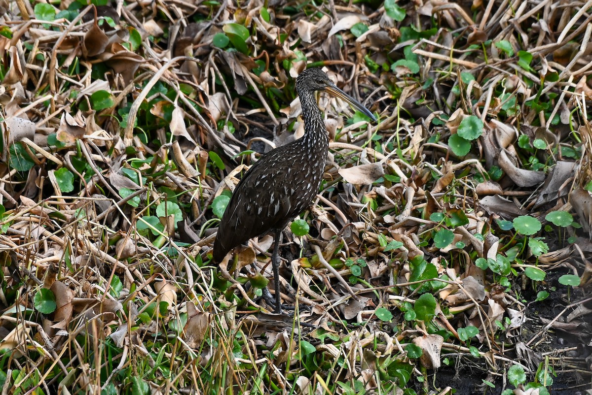 Turnayelvesi - ML646429676