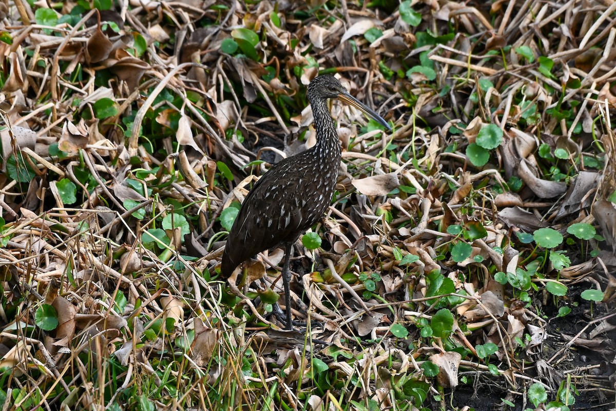 Turnayelvesi - ML646429677