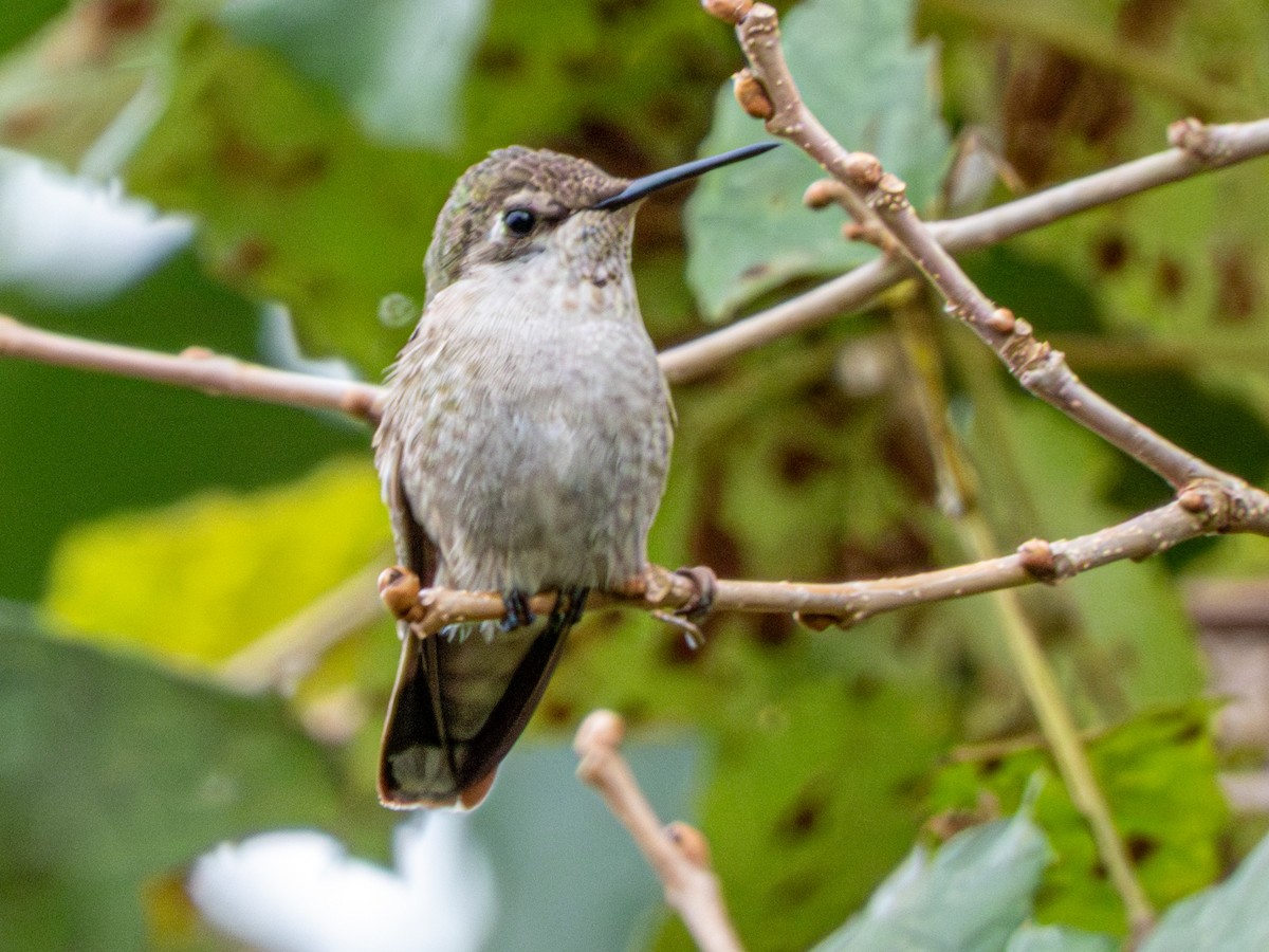 Anna's Hummingbird - ML646429678