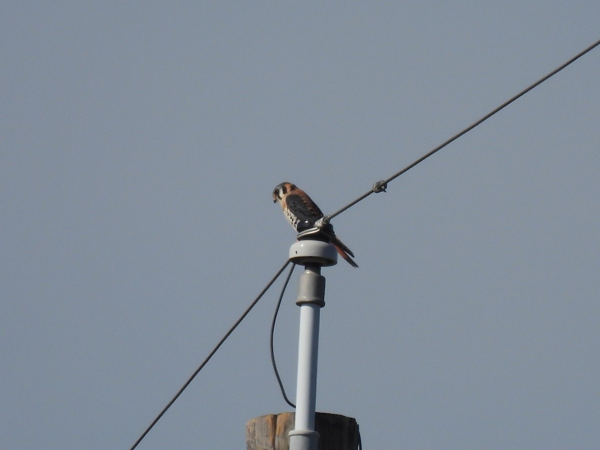 Ala Kerkenez - ML646429679