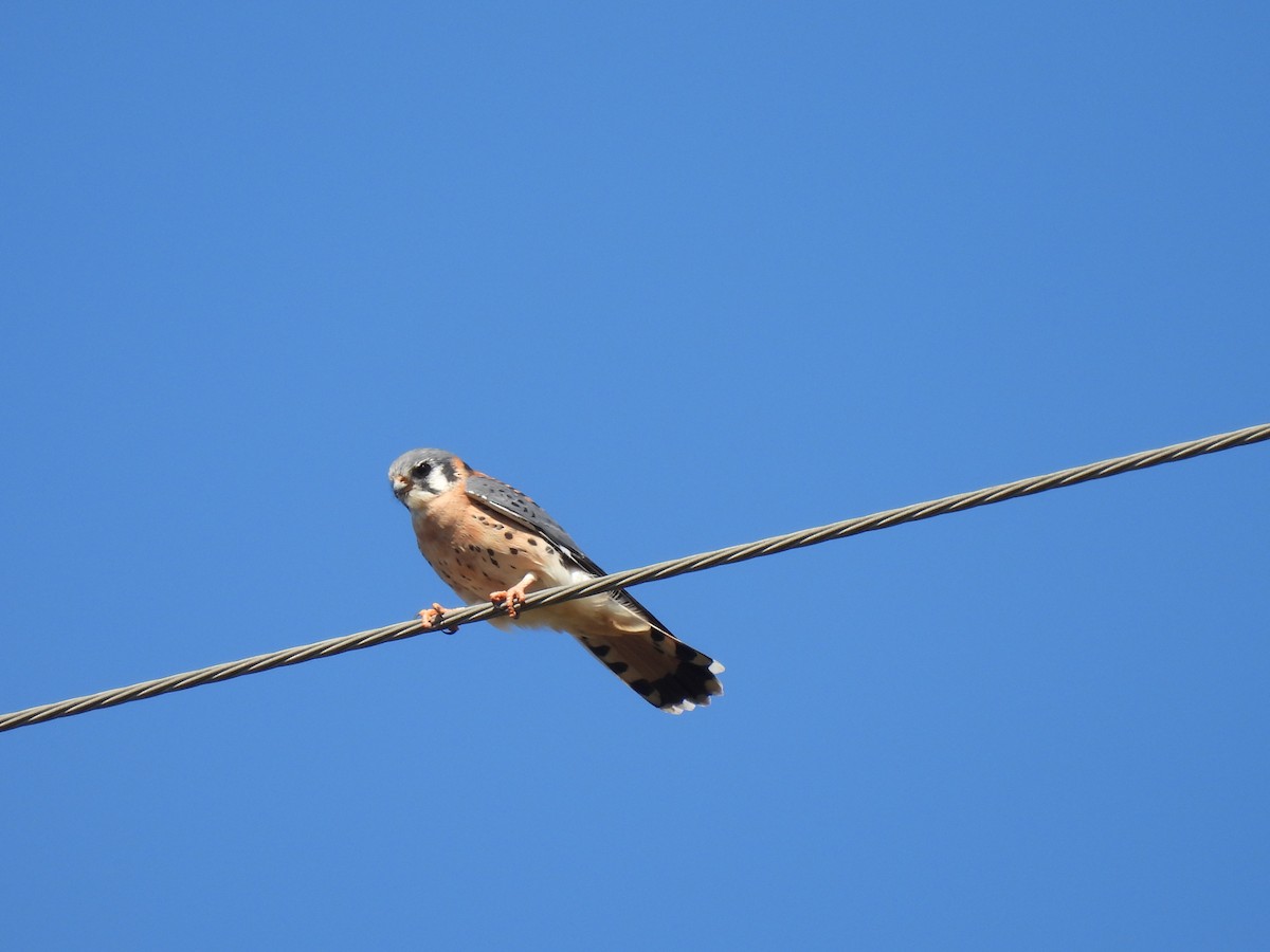 Ala Kerkenez - ML646429680