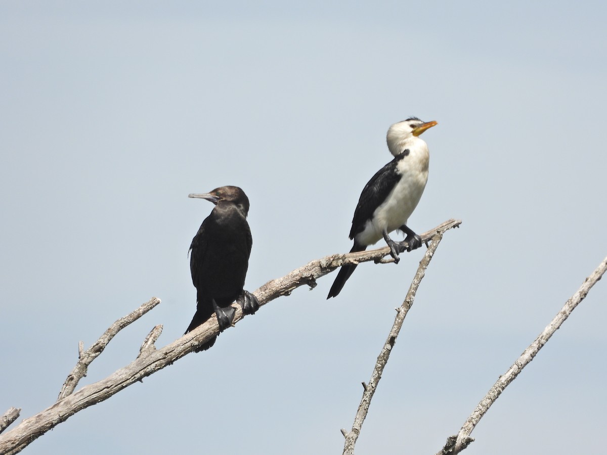 Kömür Karabatağı - ML646429681