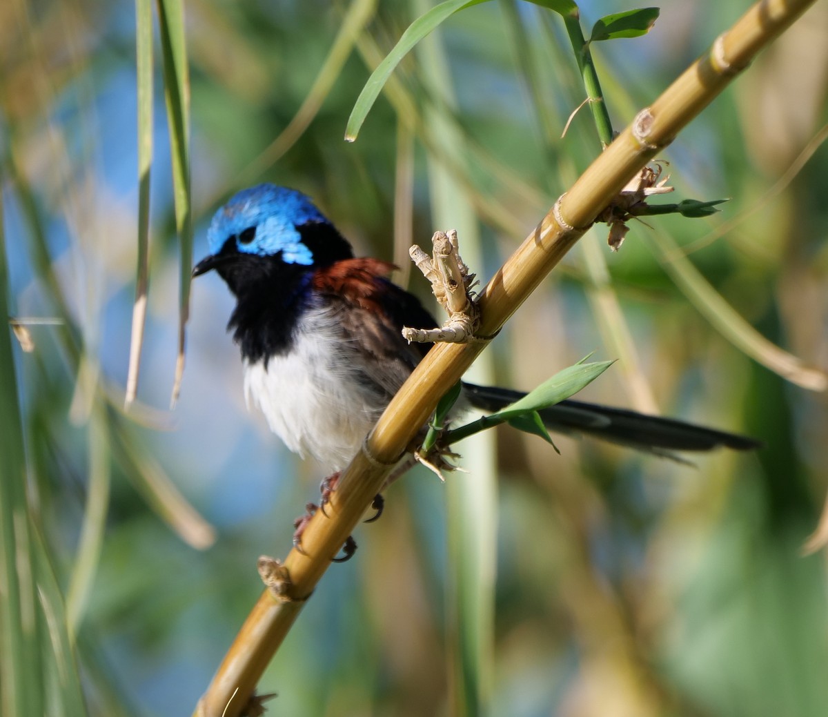 Değişken Peribülbülü - ML646429682