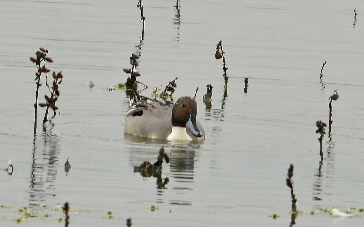 Kılkuyruk - ML646429683