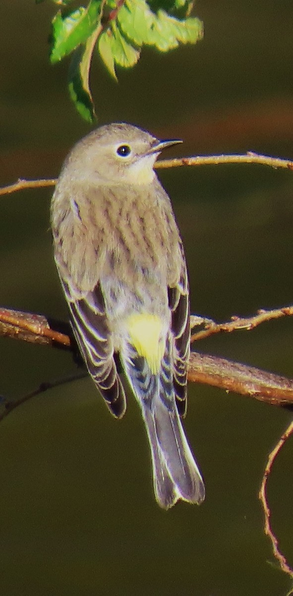 Taçlı Ötleğen - ML646429684