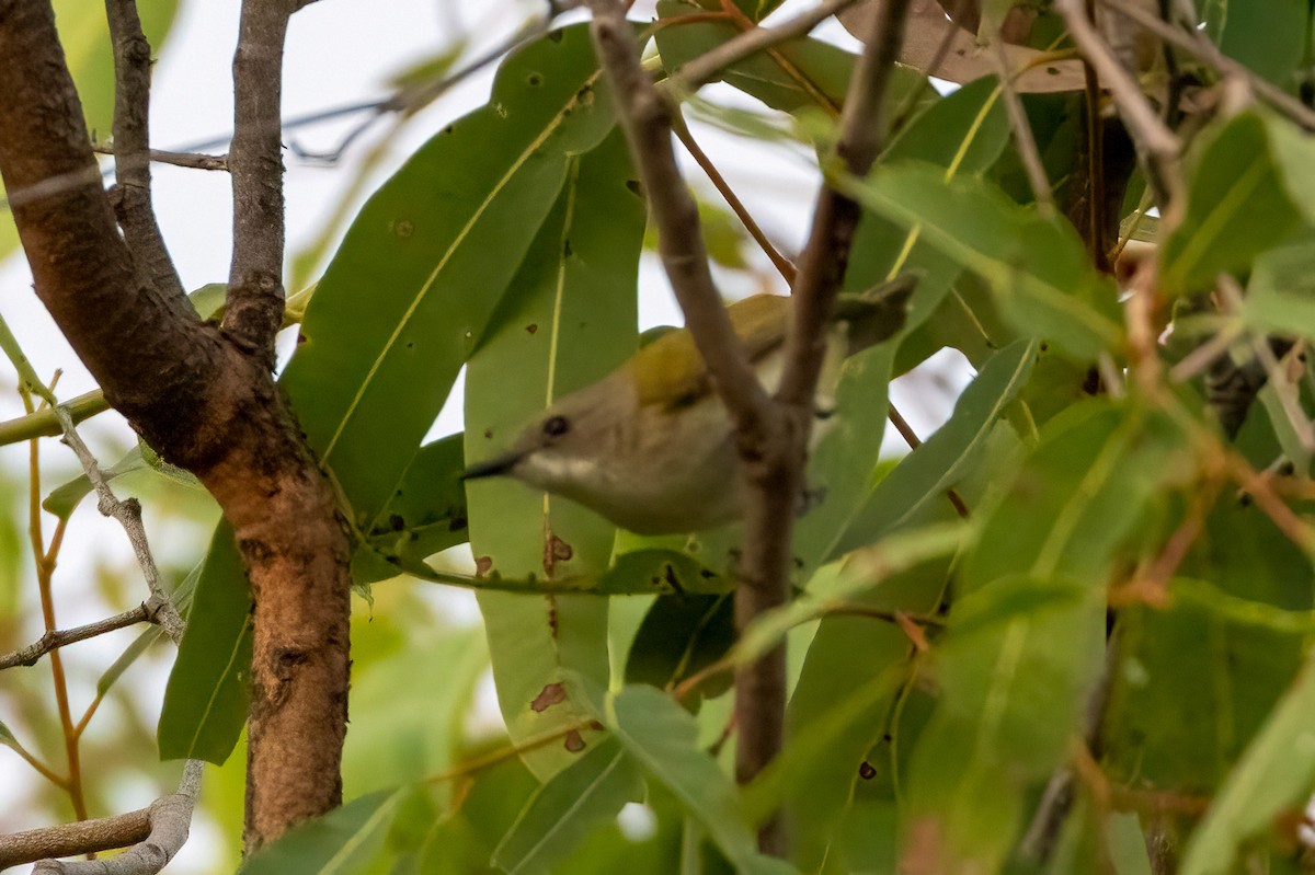 Yeşil Sırtlı Gerigon - ML646429685