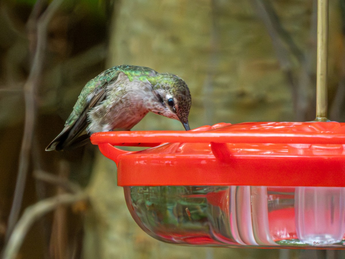 Anna's Hummingbird - ML646429686