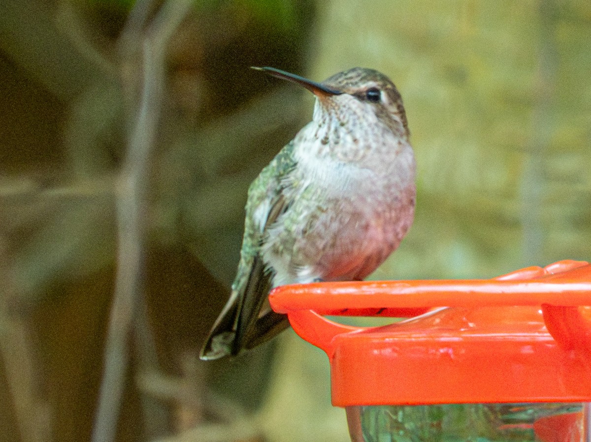 Anna's Hummingbird - ML646429688