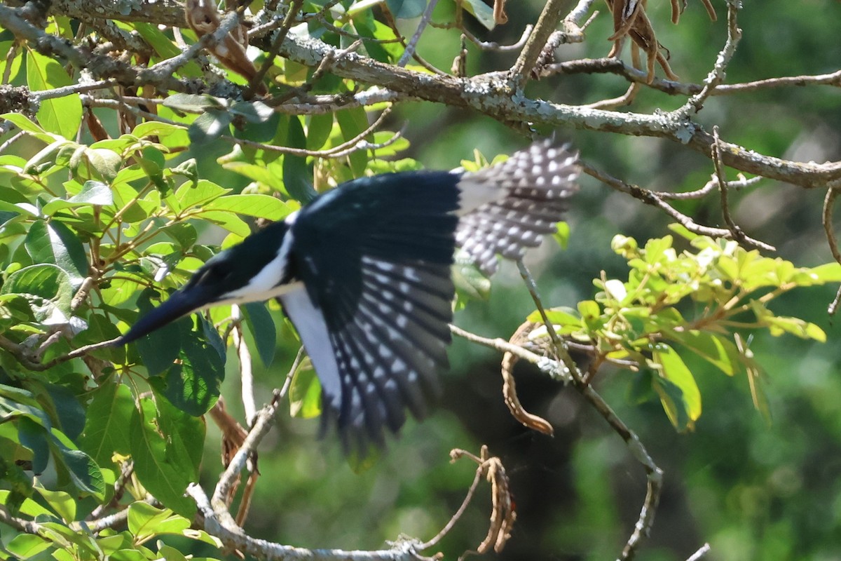 Amazon Yeşil Yalıçapkını - ML646429689