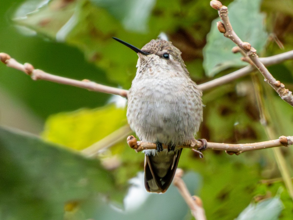 Anna's Hummingbird - ML646429690
