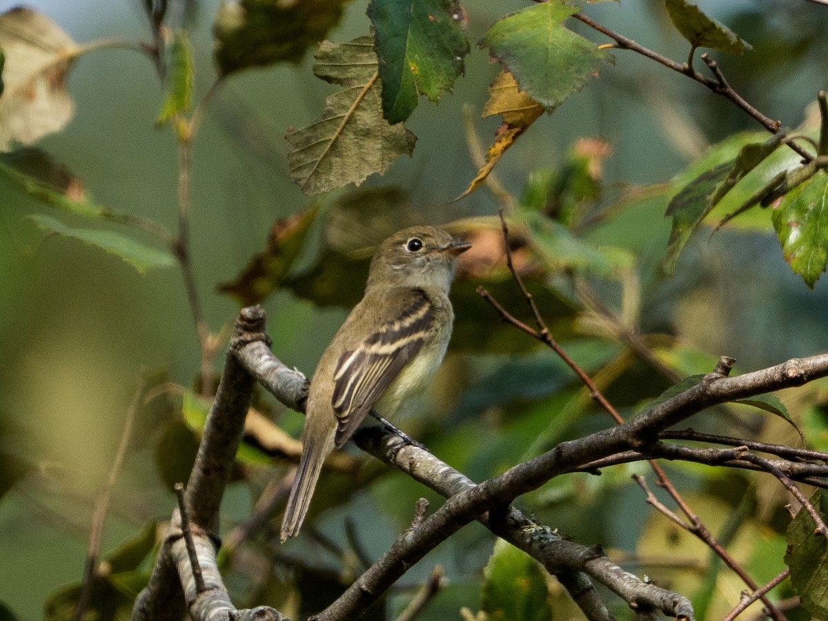 Kızılağaç Sinekkapanı - ML646429691