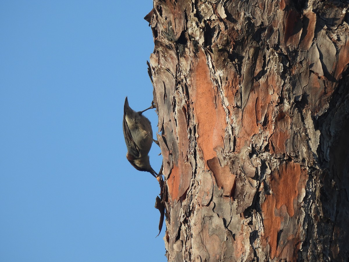 Boz Başlı Sıvacı - ML646429695