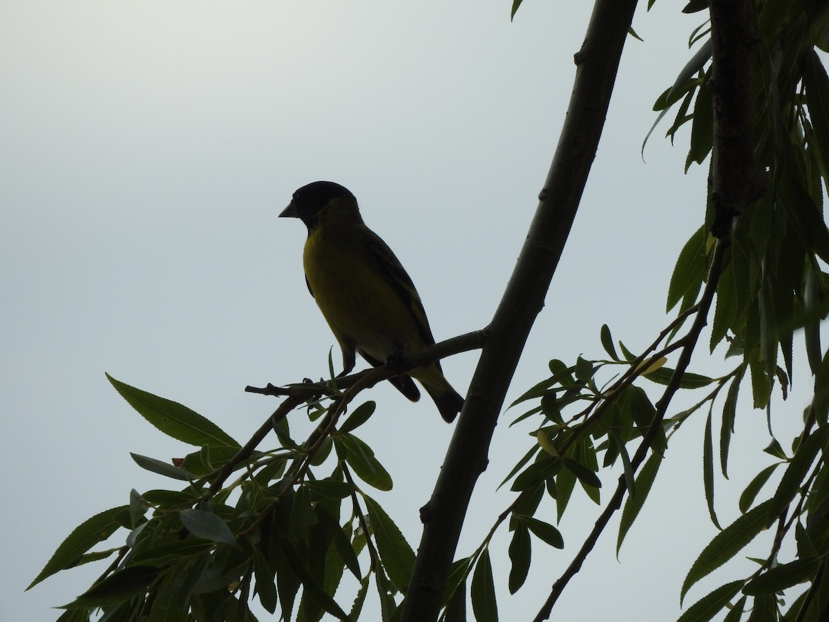 Macellan İsketesi - ML646429696