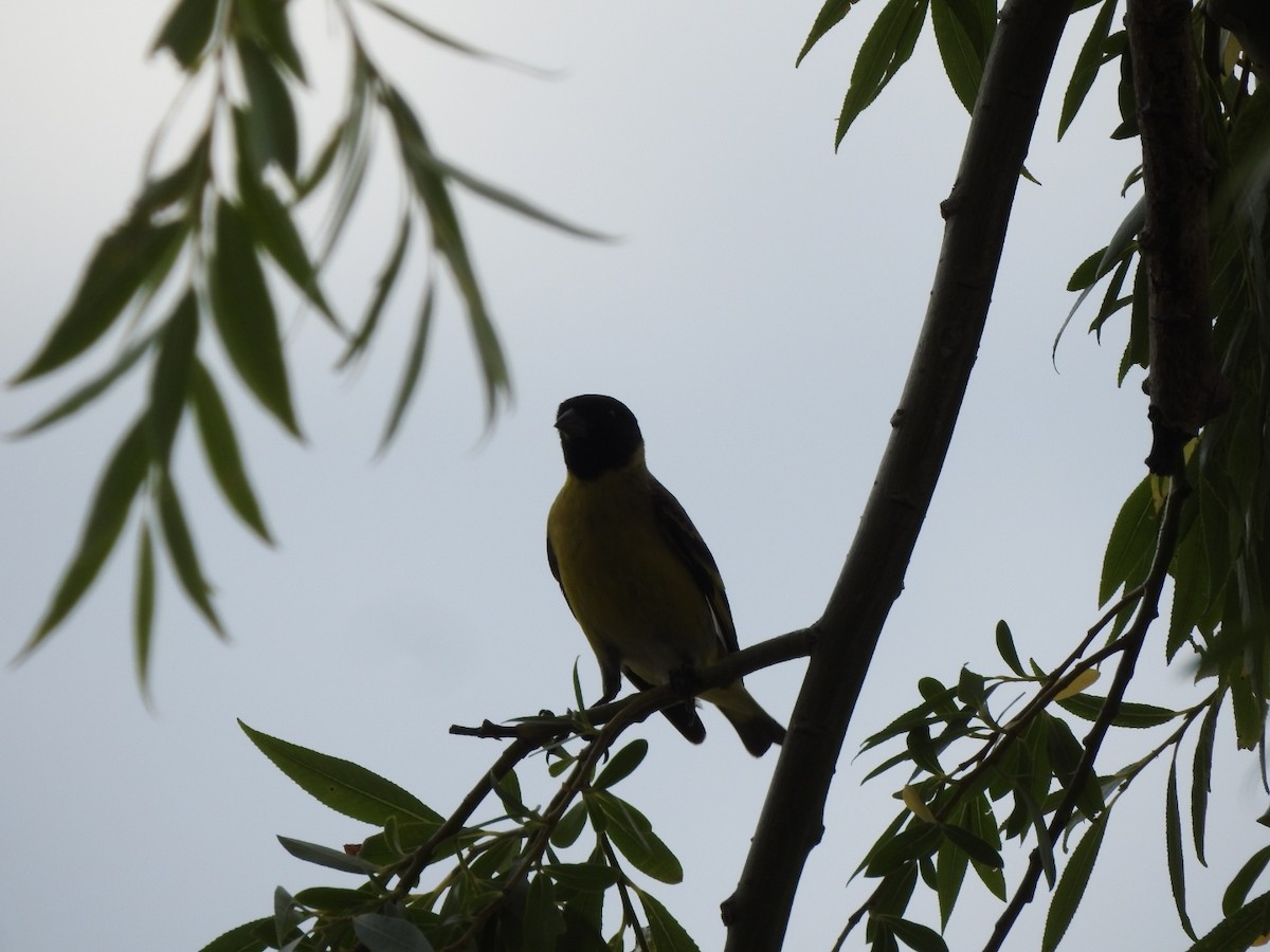 Macellan İsketesi - ML646429697