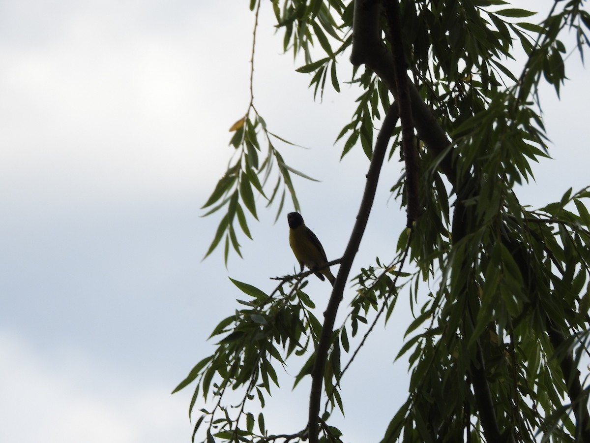 Macellan İsketesi - ML646429698