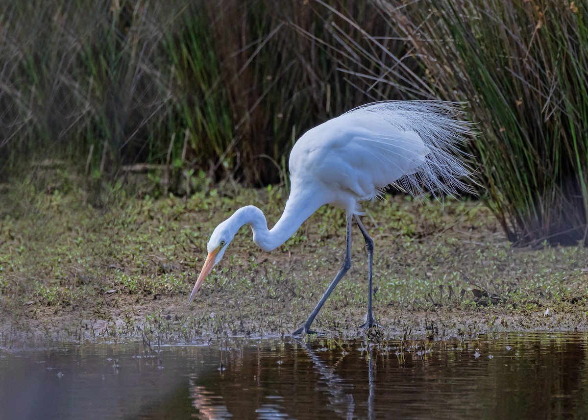 Great Egret - ML646429699
