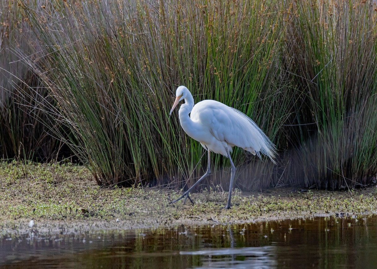 Great Egret - ML646429700