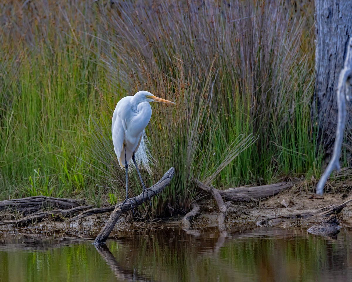 Great Egret - ML646429701