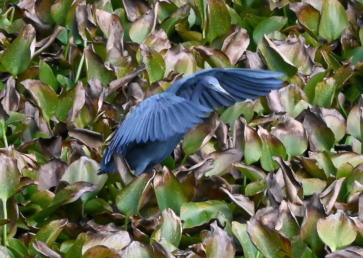 Mavi Balıkçıl - ML646429702