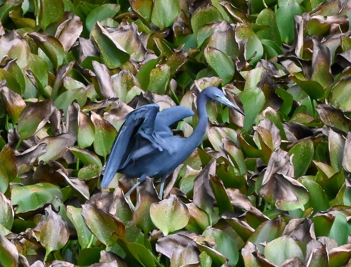 volavka modrošedá - ML646429703