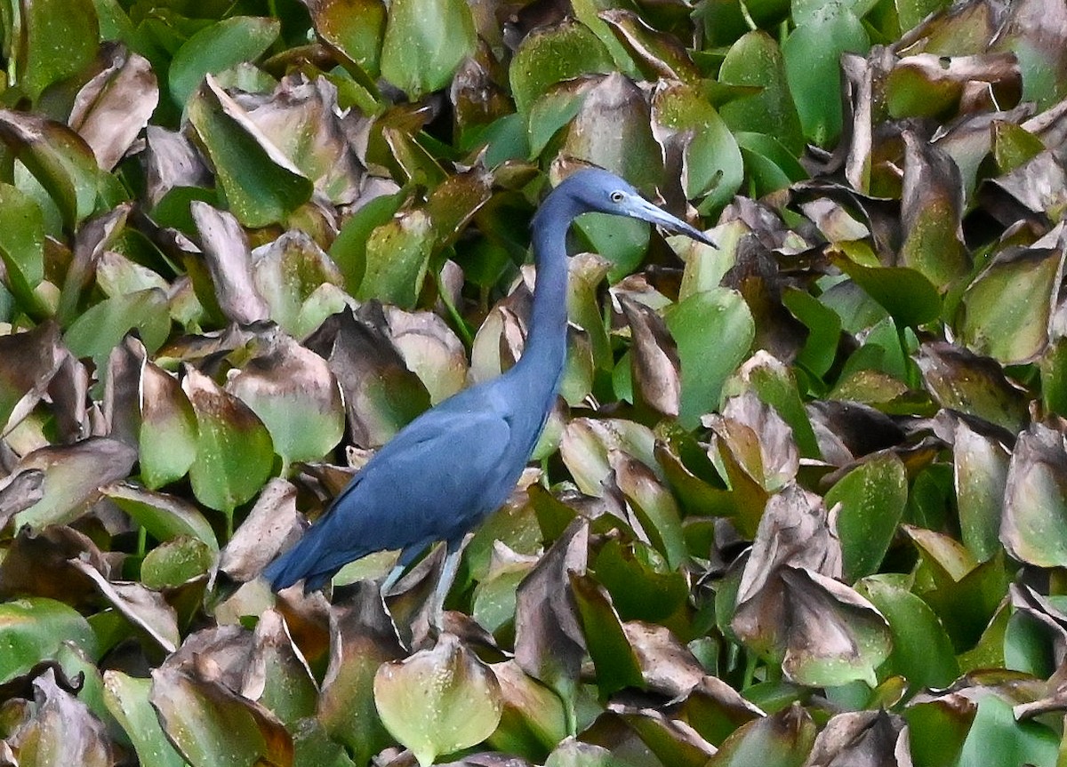 Mavi Balıkçıl - ML646429704