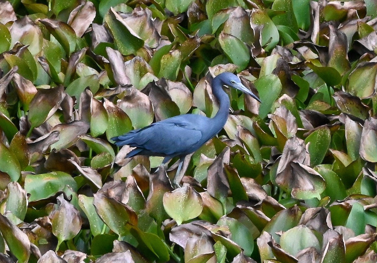 Mavi Balıkçıl - ML646429705