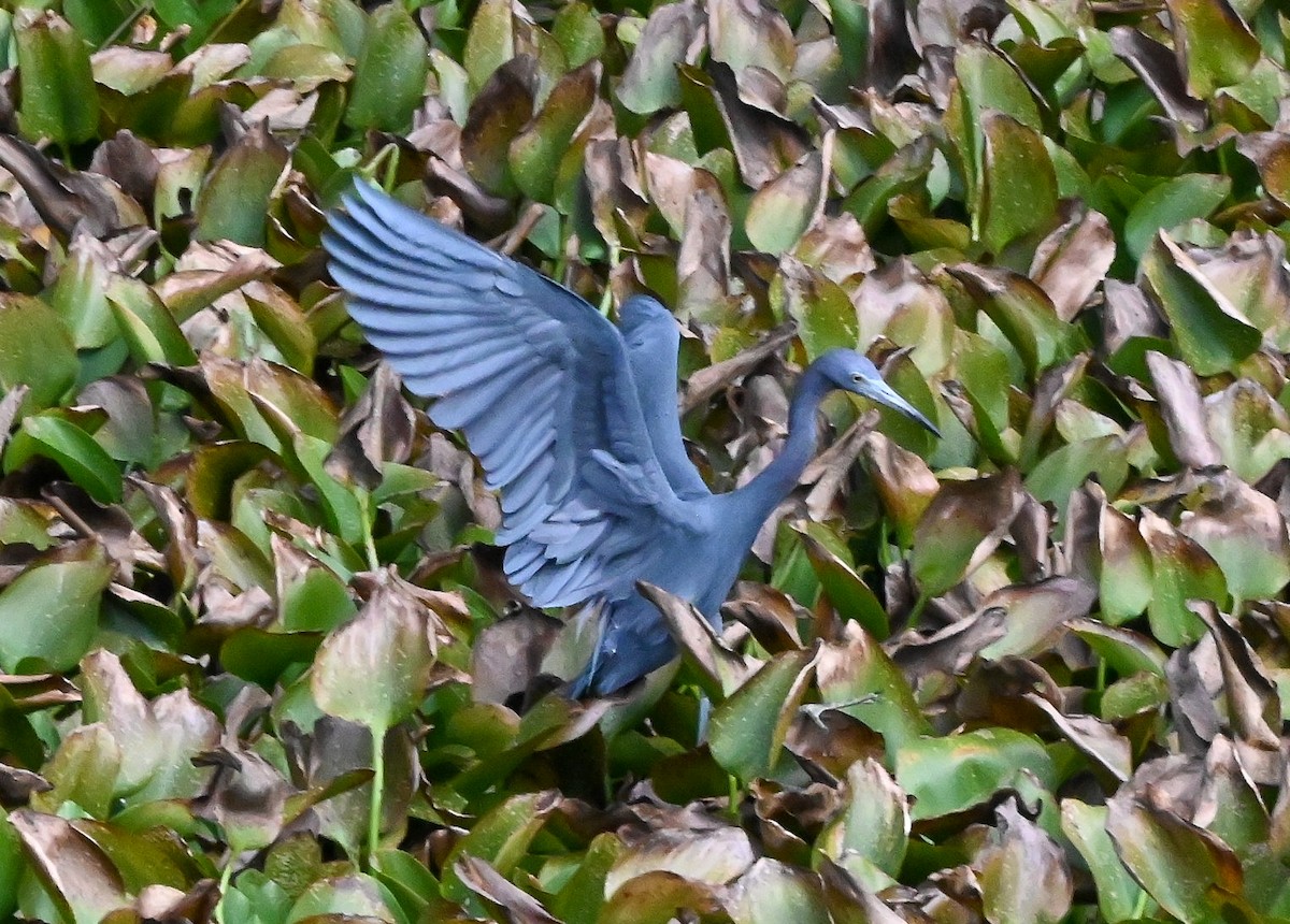 Mavi Balıkçıl - ML646429706