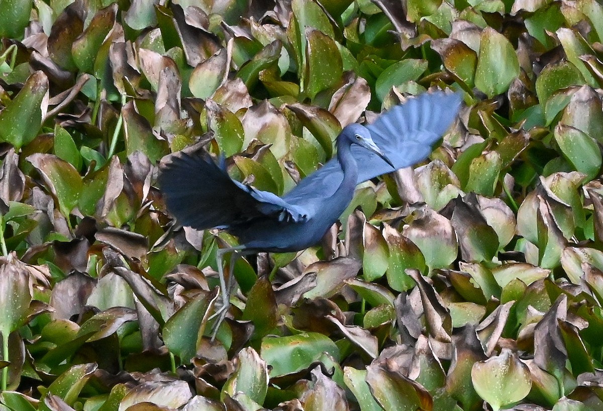 Mavi Balıkçıl - ML646429707