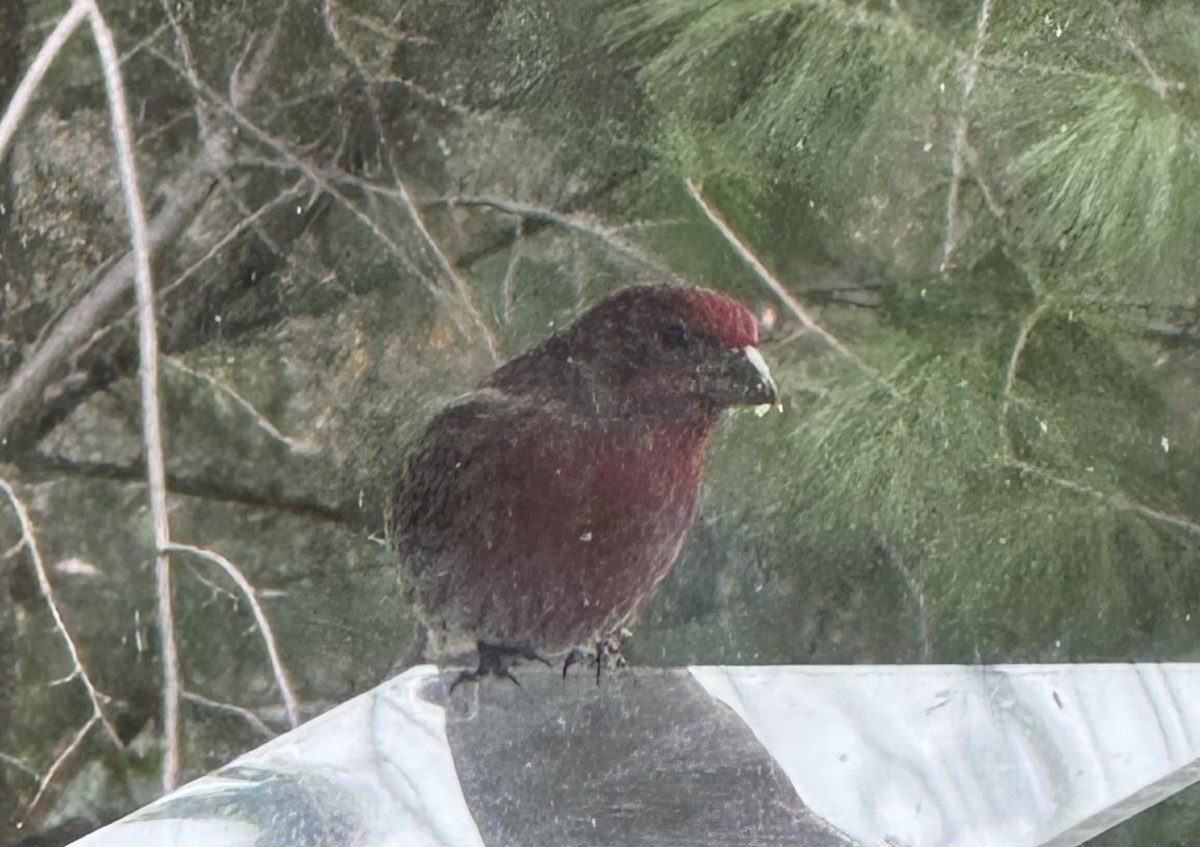House Finch - ML646429708
