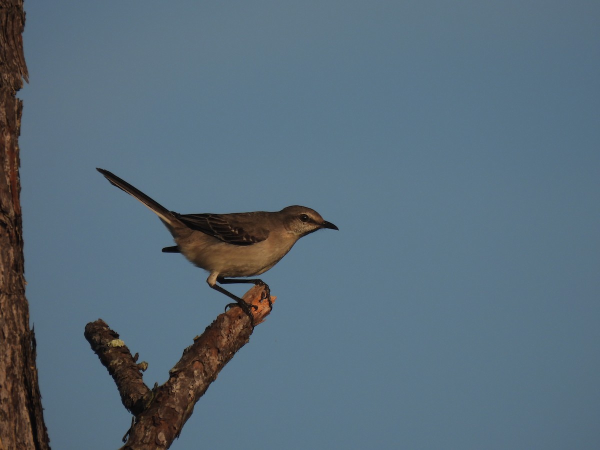 Kuzeyli Taklitçi - ML646429709